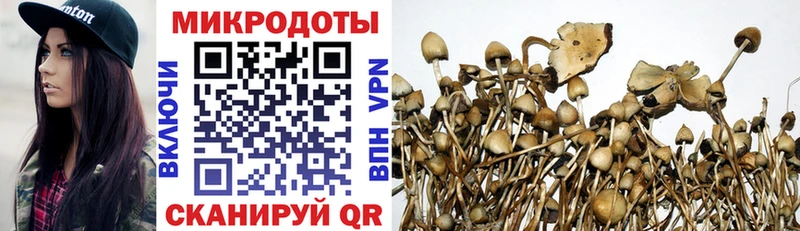 Купить Суздаль Галлюциногенные грибы GOLDEN TEACHER
